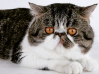 /album/fotogaleria-machos/whatsapp-image-2017-12-29-at-18-09-53-jpeg/